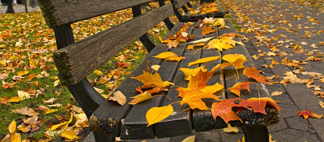 Fall Leaves on Benches Along Park