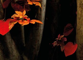 OPINIÓ – “Torna l’amor”, per Martí Gironell