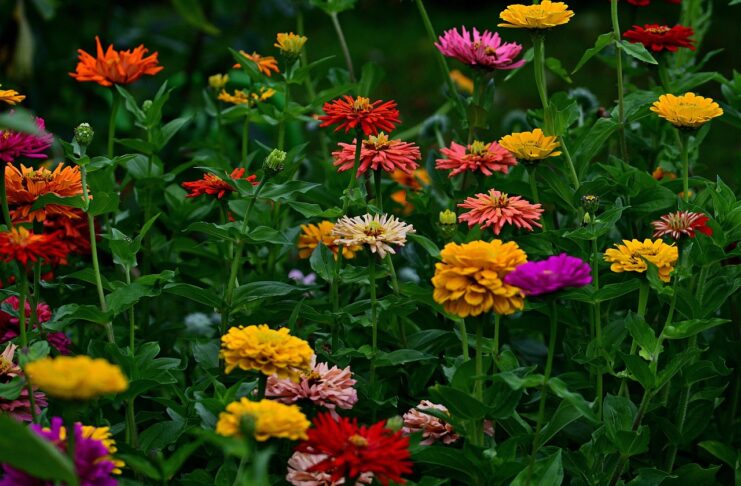 Quan la mort es converteix en jardí: la memòria i la vida en la literatura de Gueorgui Gospodínov